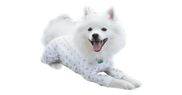 The Best Recovery Suits for Dogs in 2024