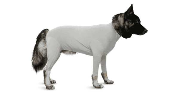 The Best Recovery Suits for Dogs in 2024