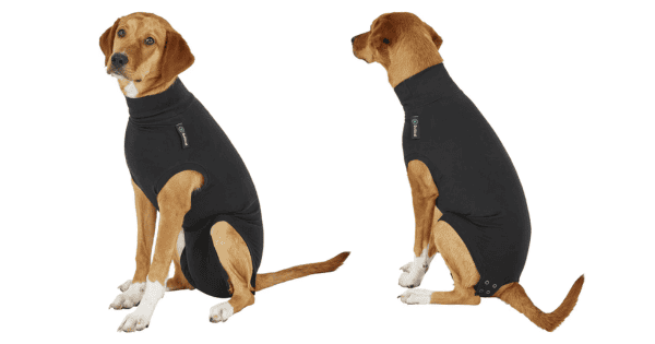 The Best Recovery Suits for Dogs in 2024