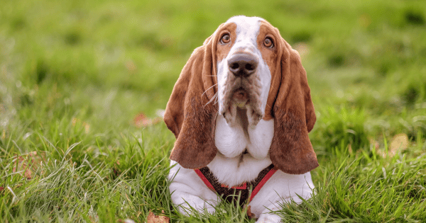 Ears for Years: Dog Breeds Known for Their Long Ears