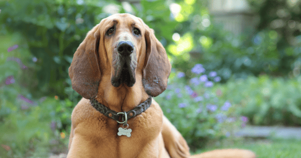 Ears for Years: Dog Breeds Known for Their Long Ears