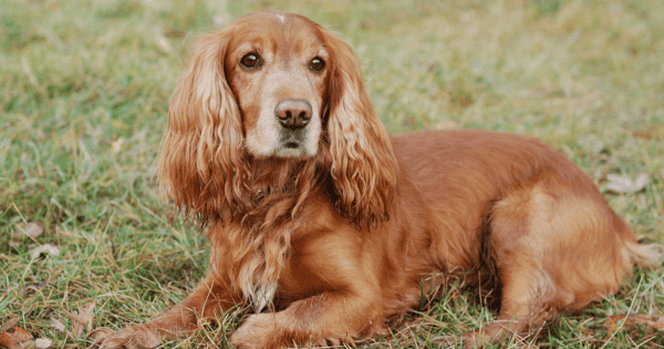 Ears for Years: Dog Breeds Known for Their Long Ears