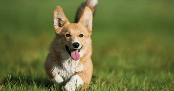 Ears for Years: Dog Breeds Known for Their Long Ears