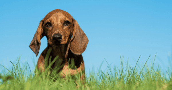 Ears for Years: Dog Breeds Known for Their Long Ears