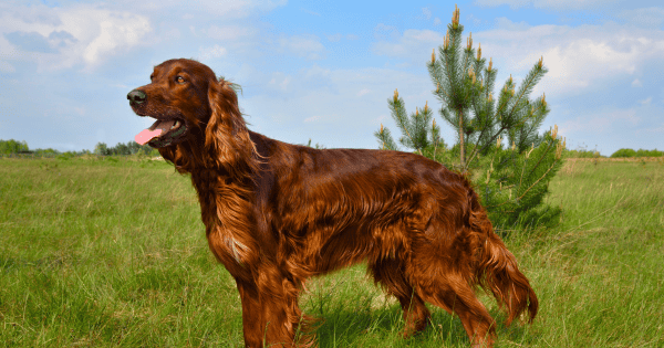 Ears for Years: Dog Breeds Known for Their Long Ears