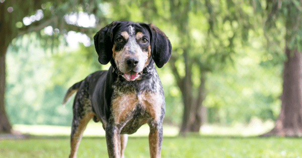 Ears for Years: Dog Breeds Known for Their Long Ears