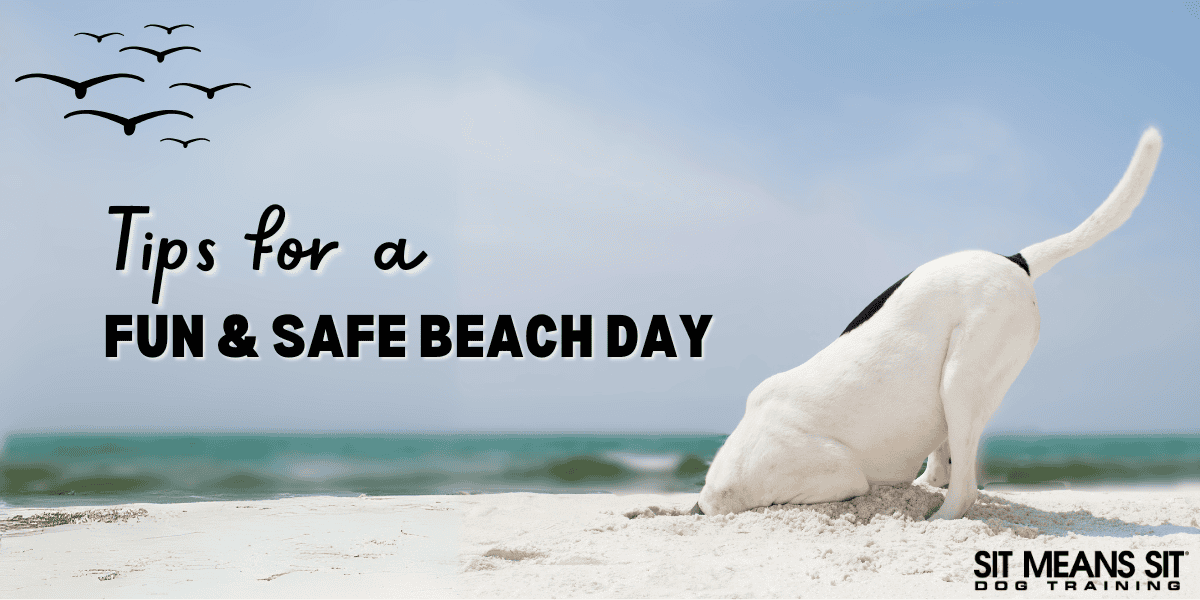 Beach Day with Your Dog: Essential Tips for Fun & Safety