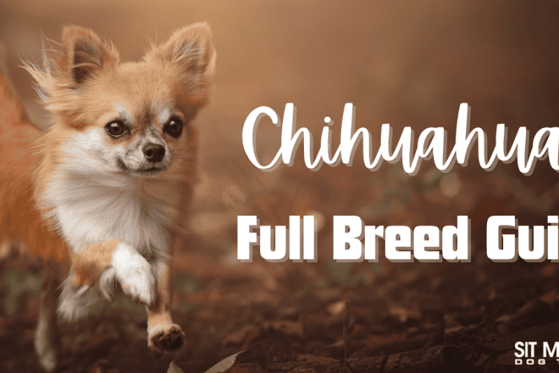 Chihuahuas: Everything You Need to Know