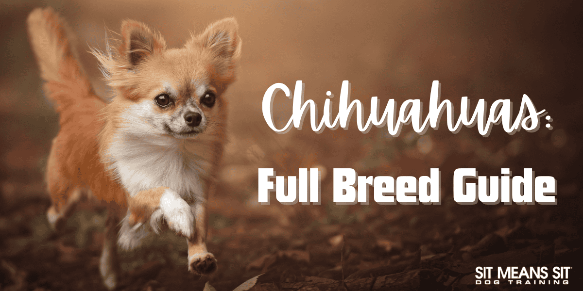 Chihuahuas: Everything You Need to Know