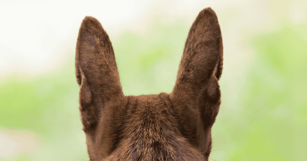 Ears For Years: Dog Breeds Known For Their Long Ears