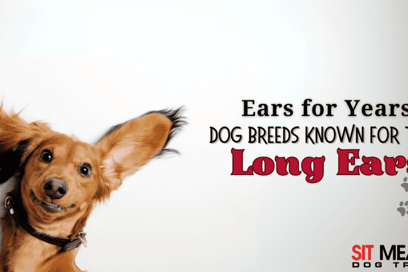 Ears for Years: Dog Breeds Known for Their Long Ears