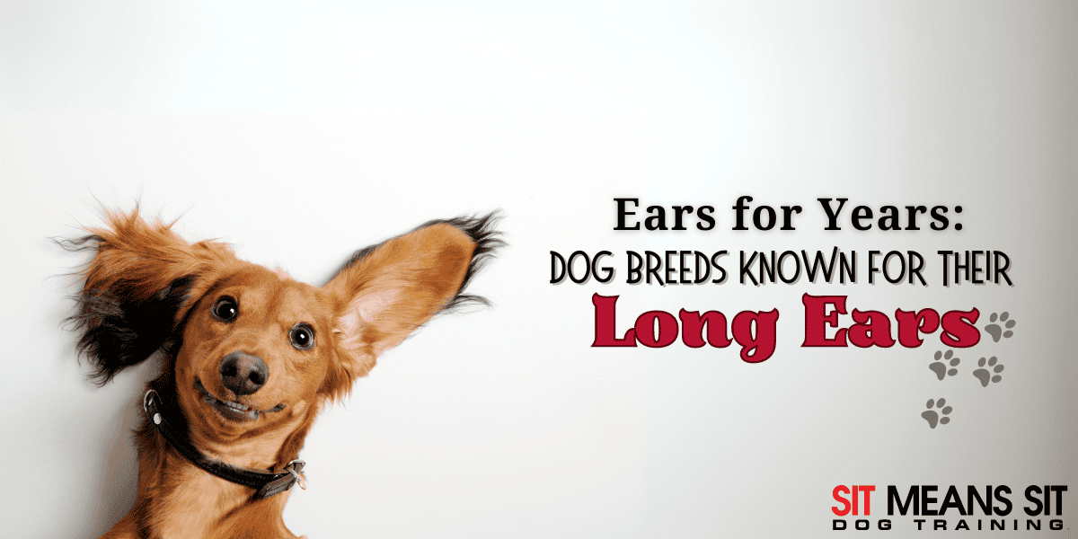 Ears for Years: Dog Breeds Known for Their Long Ears