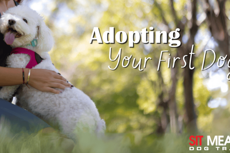 Everything You Need to Know About Adopting Your First Dog