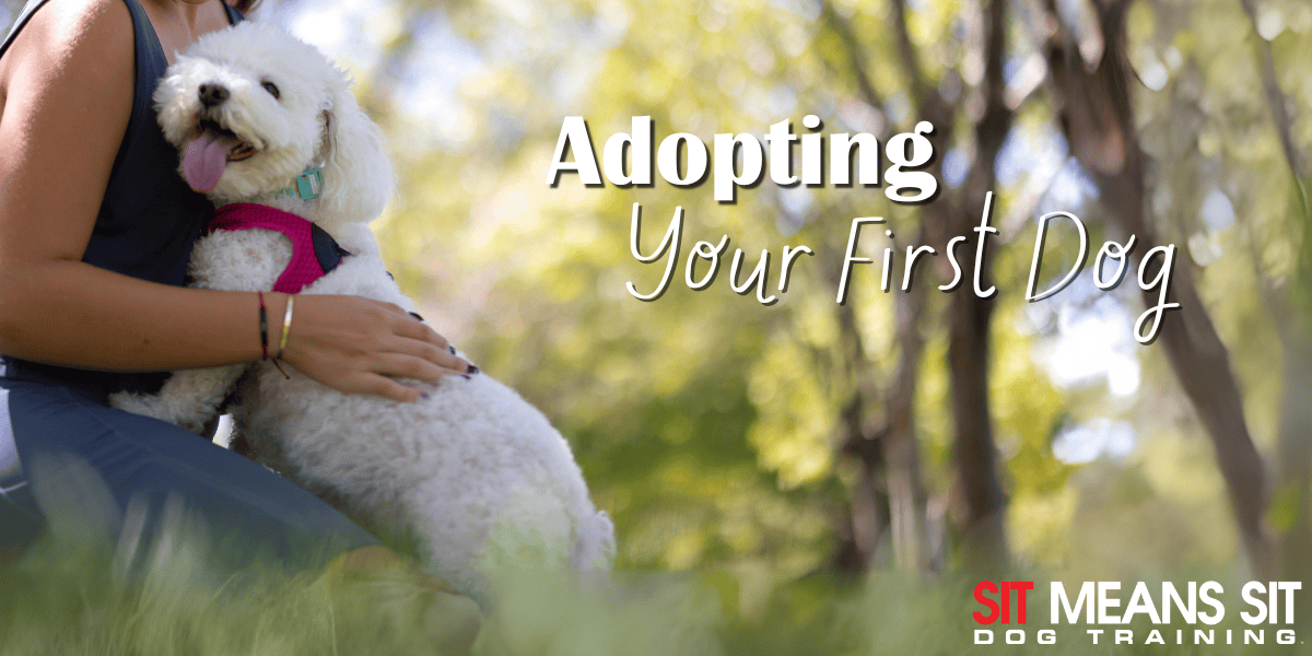 Everything You Need to Know About Adopting Your First Dog