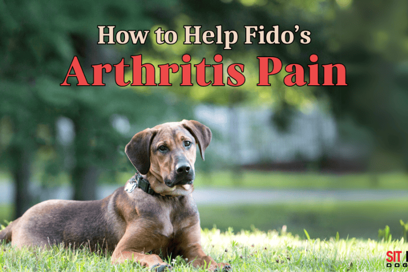 How You Can Help Ease Your Dogs Arthritis