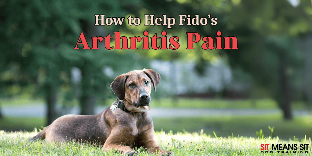 How You Can Help Ease Your Dogs Arthritis
