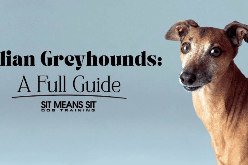 Italian Greyhounds: Everything You Need to Know