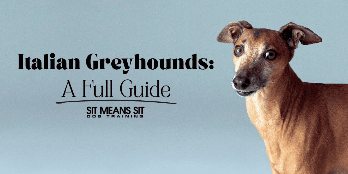 Italian Greyhounds: Everything You Need to Know