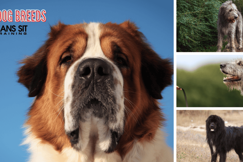 Which Dog Breeds are the Largest?