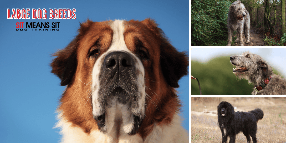 Which Dog Breeds are the Largest?