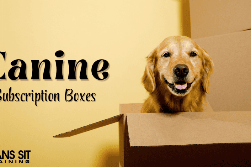 Our Favorite Dog Subscription Boxes