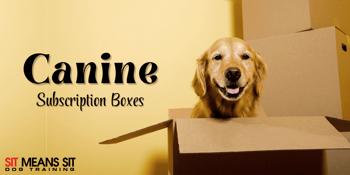 Our Favorite Dog Subscription Boxes