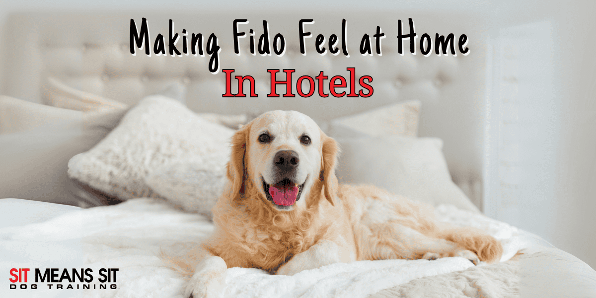 Paws & Relax: Helping Your Dog Feel at Home in a Hotel