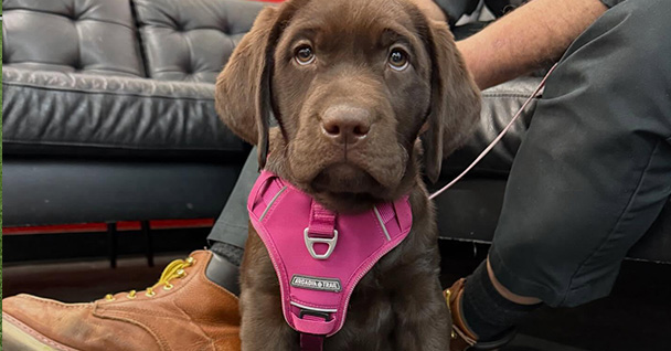 Puppy Training