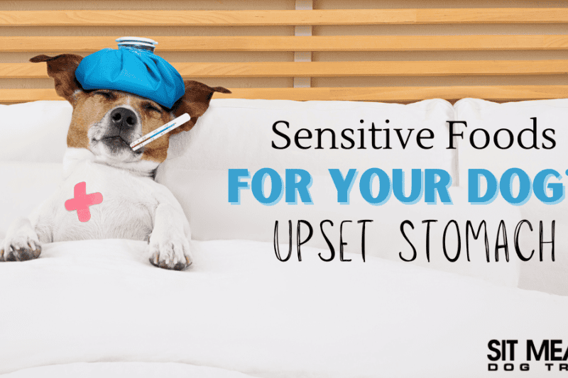 Sensitive Foods for Your Dog's Upset Stomach