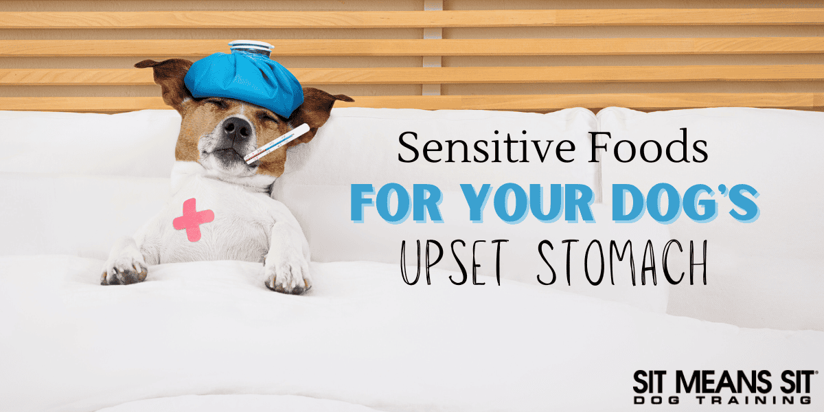 Sensitive Foods for Your Dog's Upset Stomach