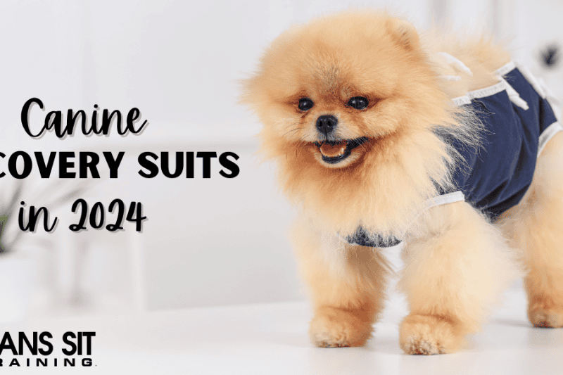 The Best Recovery Suits for Dogs in 2024