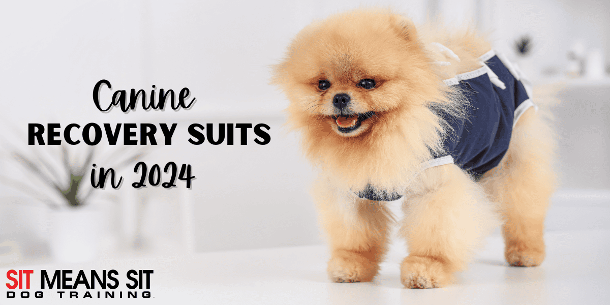 The Best Recovery Suits for Dogs in 2024