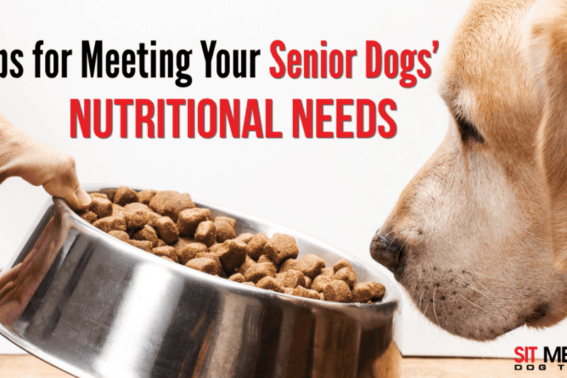 Tips for Meeting Your Senior Dogs' Nutritional Needs