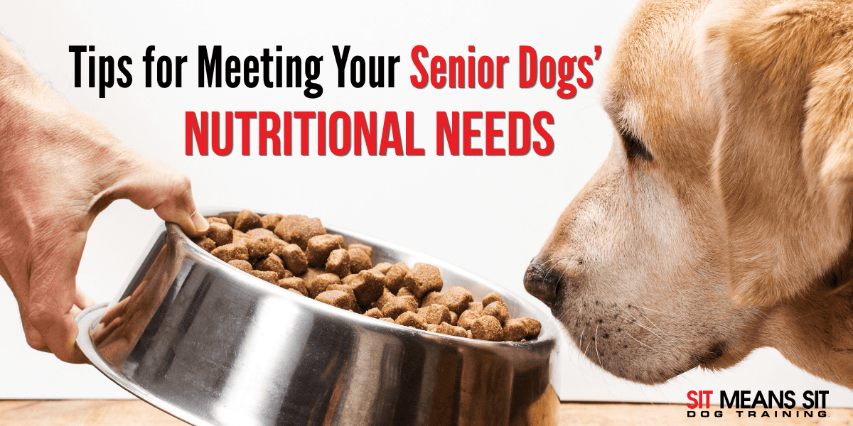 Tips for Meeting Your Senior Dogs' Nutritional Needs
