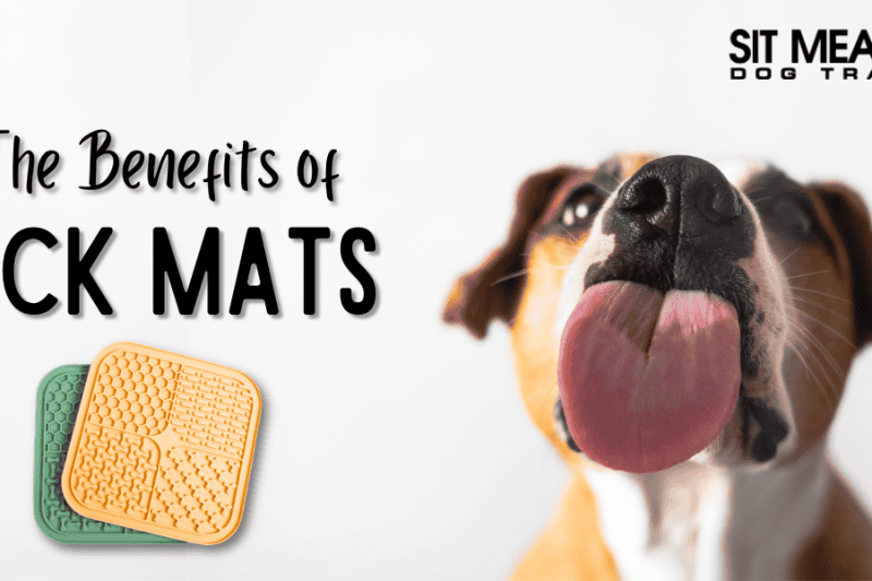 Top Reasons to Add Lick Mats to Your Dog's Routine